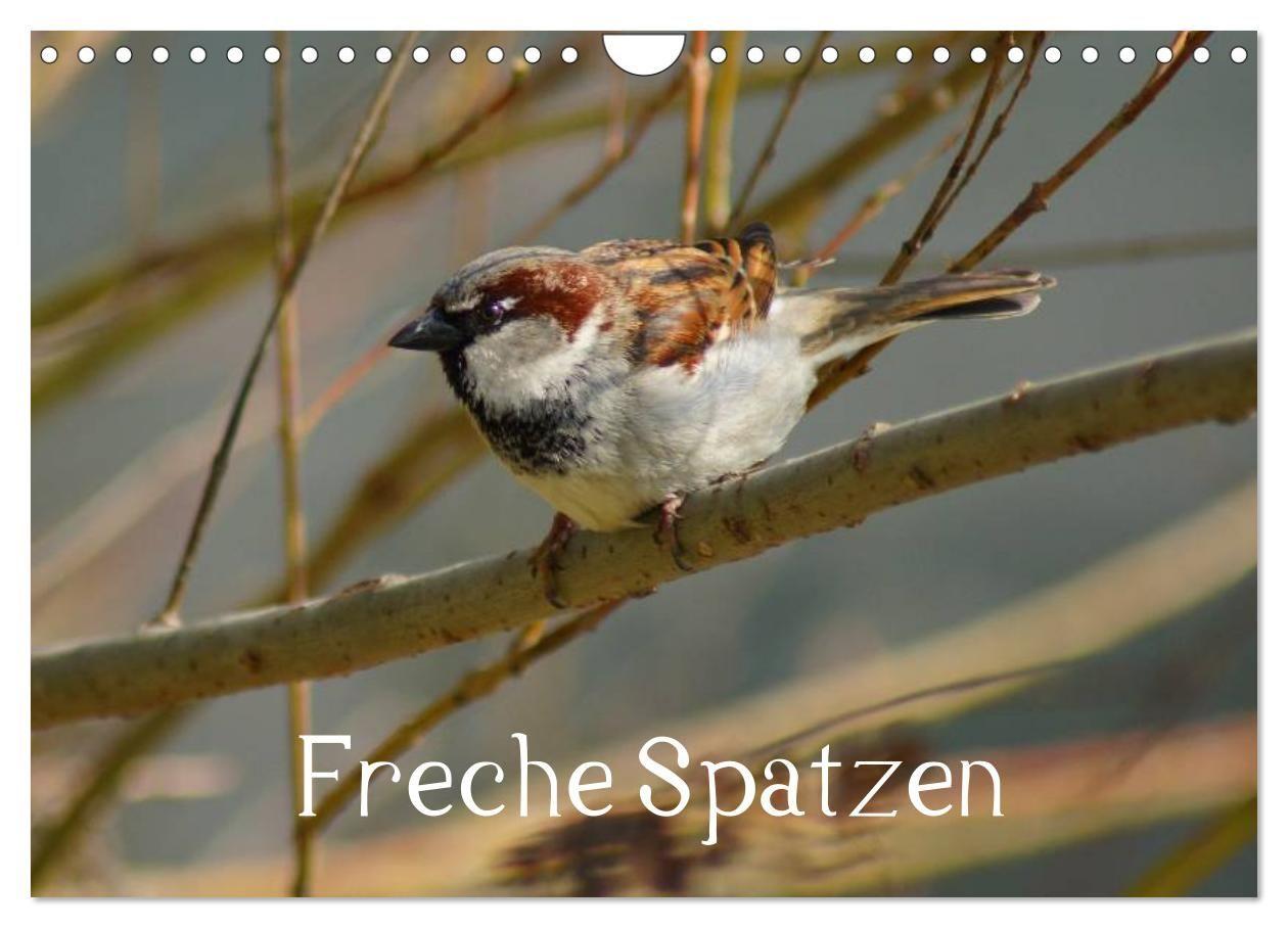 Freche Spatzen (Wandkalender 2027 DIN A4 quer) CALVENDO Monatskalender