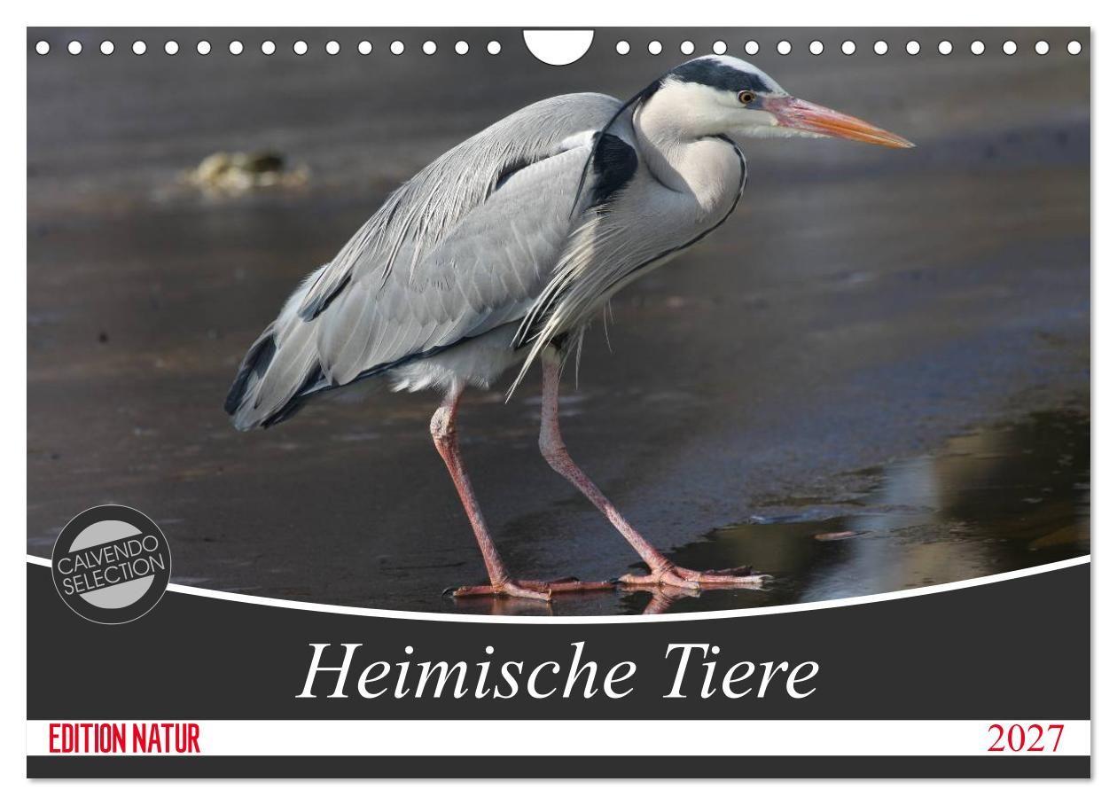Heimische Tiere (Wandkalender 2027 DIN A4 quer) CALVENDO Monatskalender