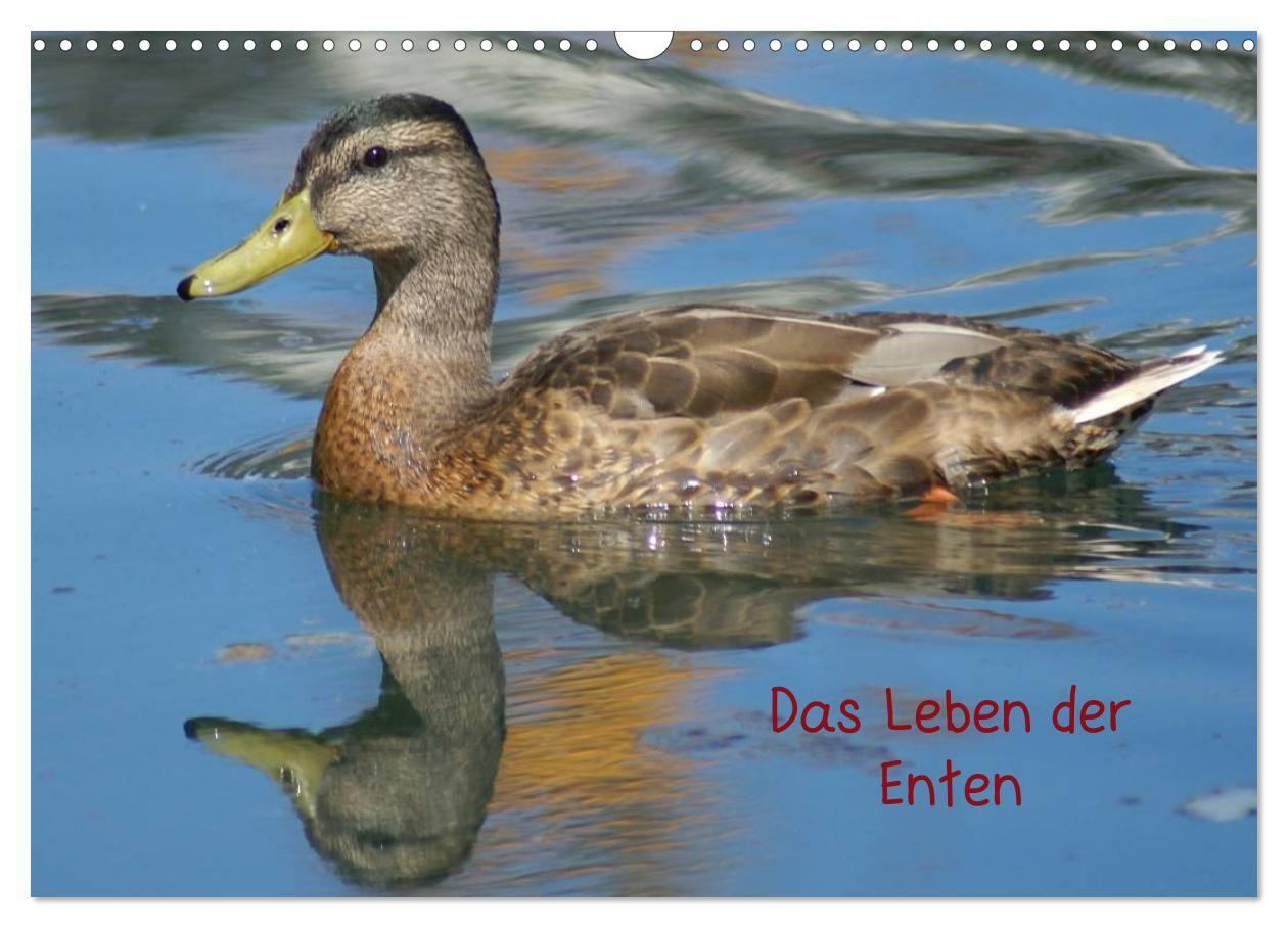 Das Leben der Enten (Wandkalender 2027 DIN A3 quer) CALVENDO Monatskalender