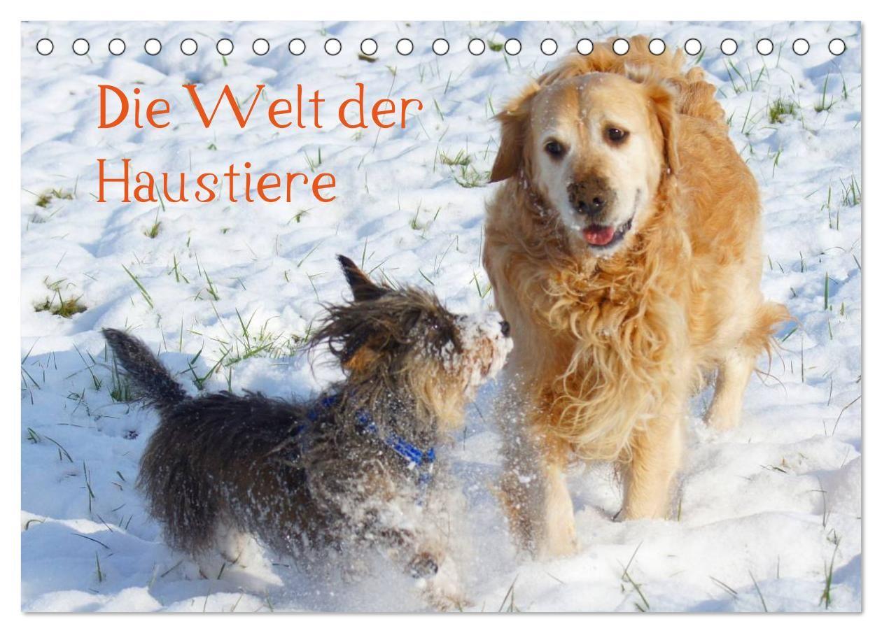 Die Welt der Haustiere (Tischkalender 2027 DIN A5 quer) CALVENDO Monatskalender