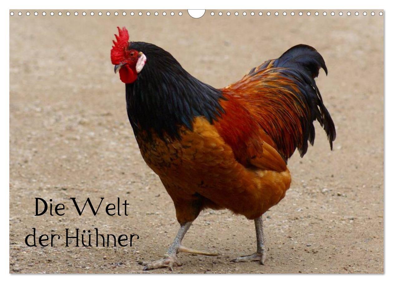 Die Welt der Hühner (Wandkalender 2027 DIN A3 quer) CALVENDO Monatskalender