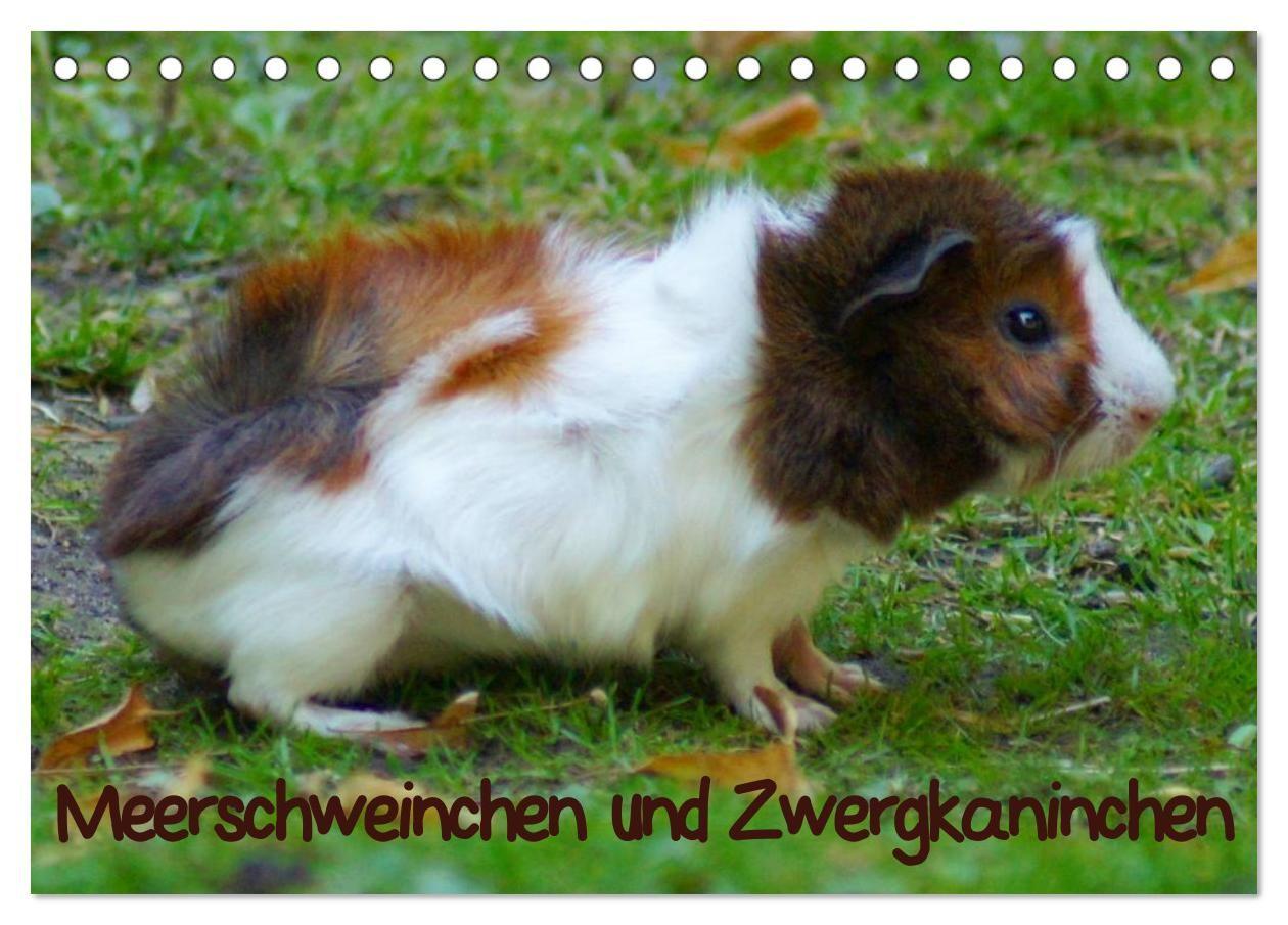 Meerschweinchen und Zwergkaninchen (Tischkalender 2027 DIN A5 quer) CALVENDO Monatskalender