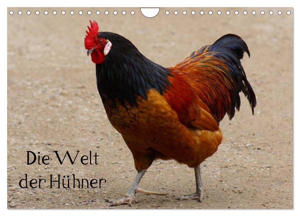 Die Welt der Hühner (Wandkalender 2027 DIN A4 quer) CALVENDO Monatskalender