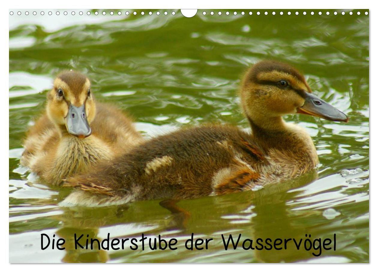 Die Kinderstube der Wasservögel (Wandkalender 2027 DIN A3 quer) CALVENDO Monatskalender