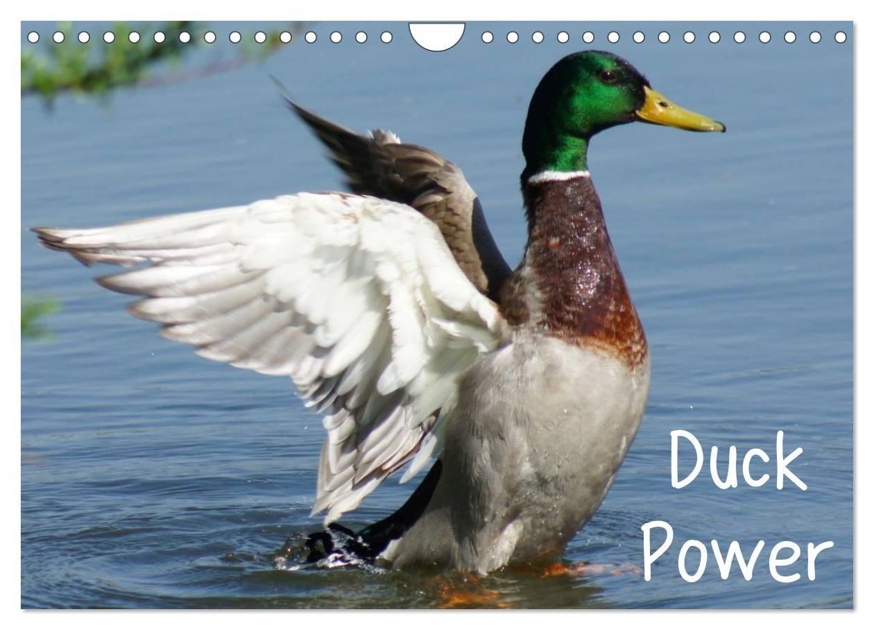 Duck Power (Wandkalender 2027 DIN A4 quer) CALVENDO Monatskalender