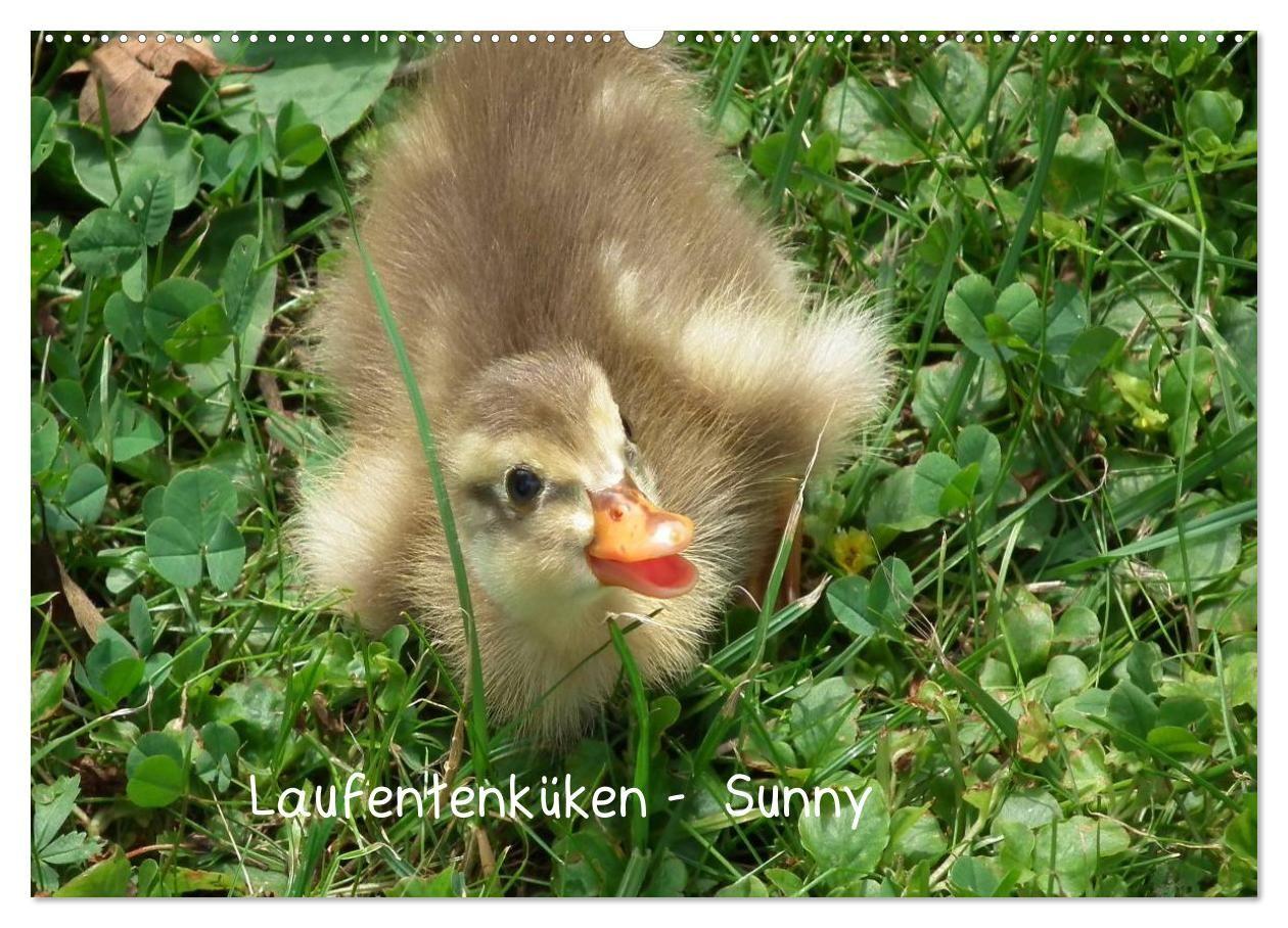 Laufentenküken - Sunny (Wandkalender 2027 DIN A2 quer) CALVENDO Monatskalender