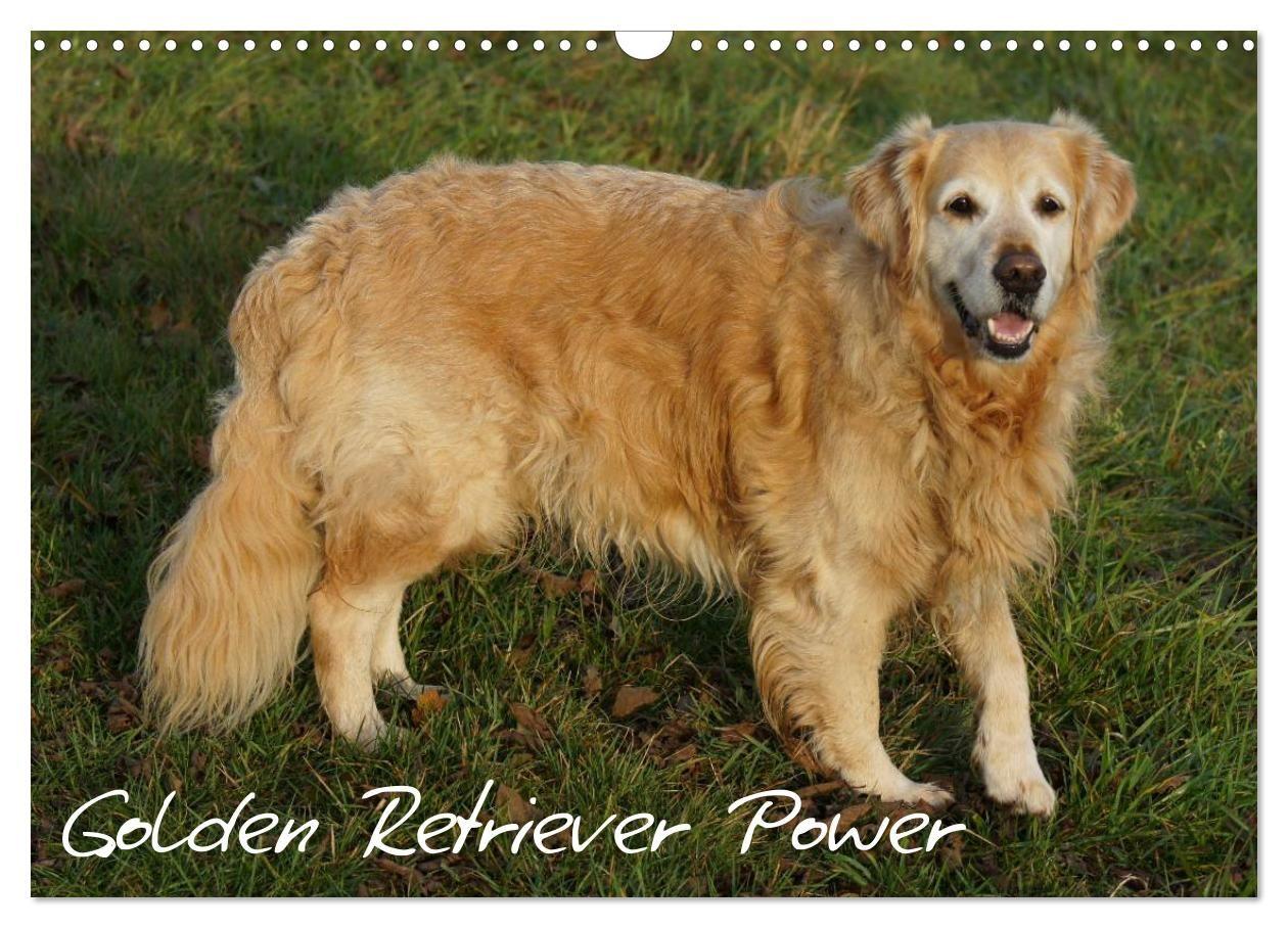 Golden Retriever Power (Wandkalender 2027 DIN A3 quer) CALVENDO Monatskalender