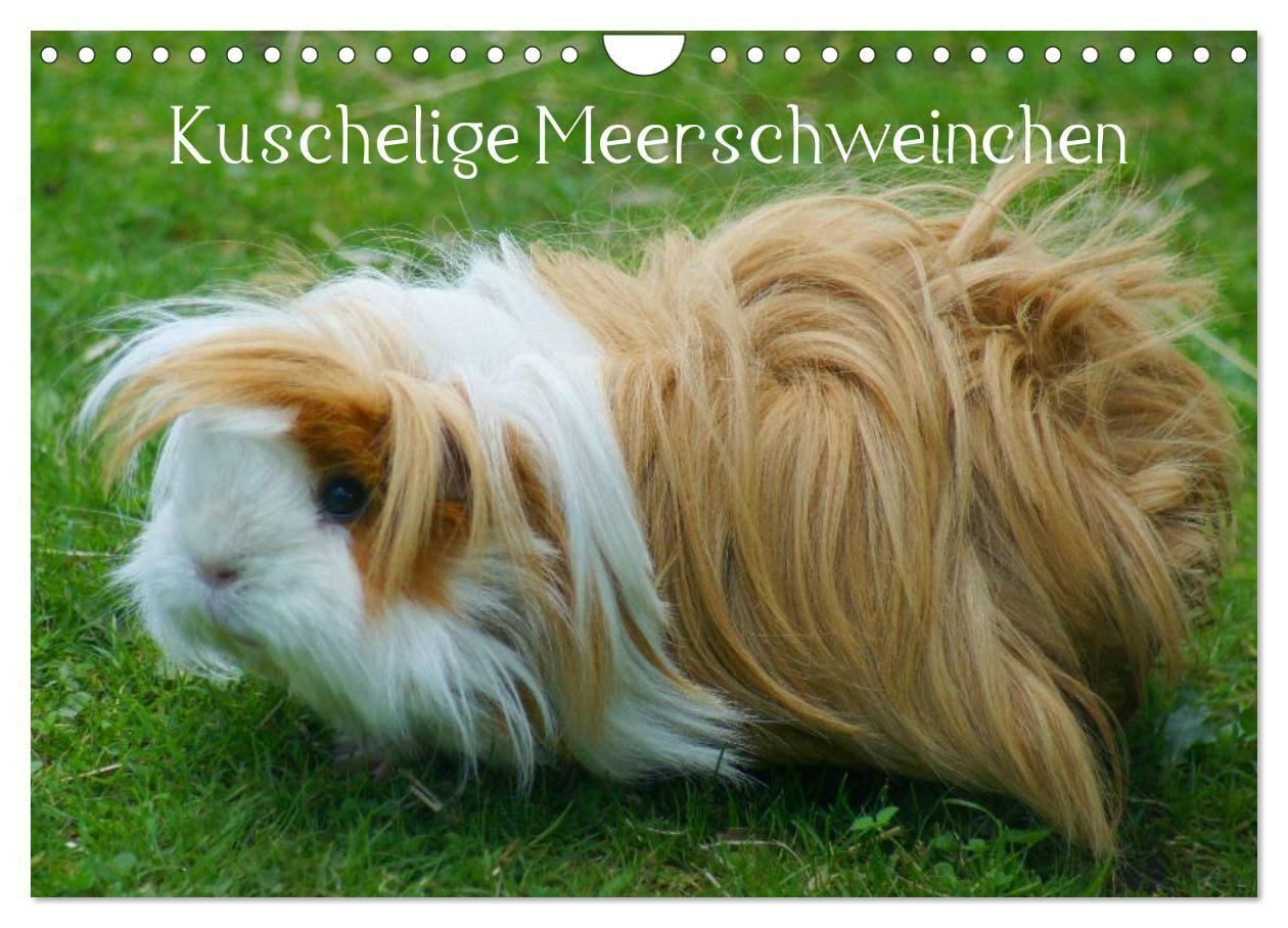 Kuschelige Meerschweinchen (Wandkalender 2027 DIN A4 quer) CALVENDO Monatskalender