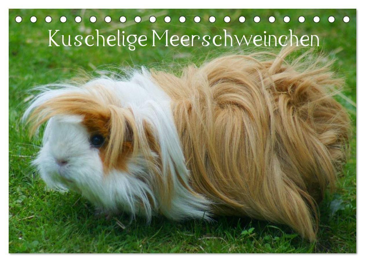 Kuschelige Meerschweinchen (Tischkalender 2027 DIN A5 quer) CALVENDO Monatskalender