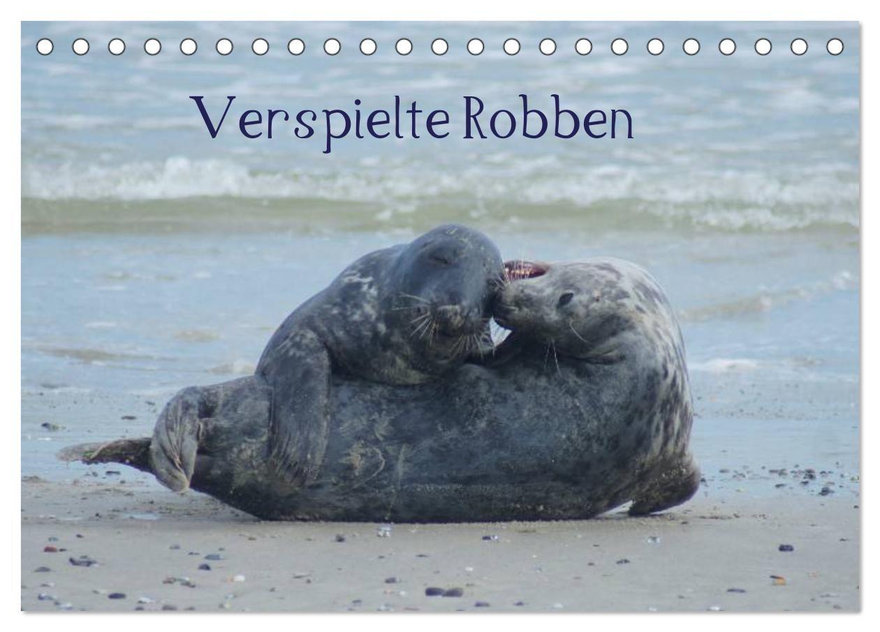 Verspielte Robben (Tischkalender 2027 DIN A5 quer) CALVENDO Monatskalender