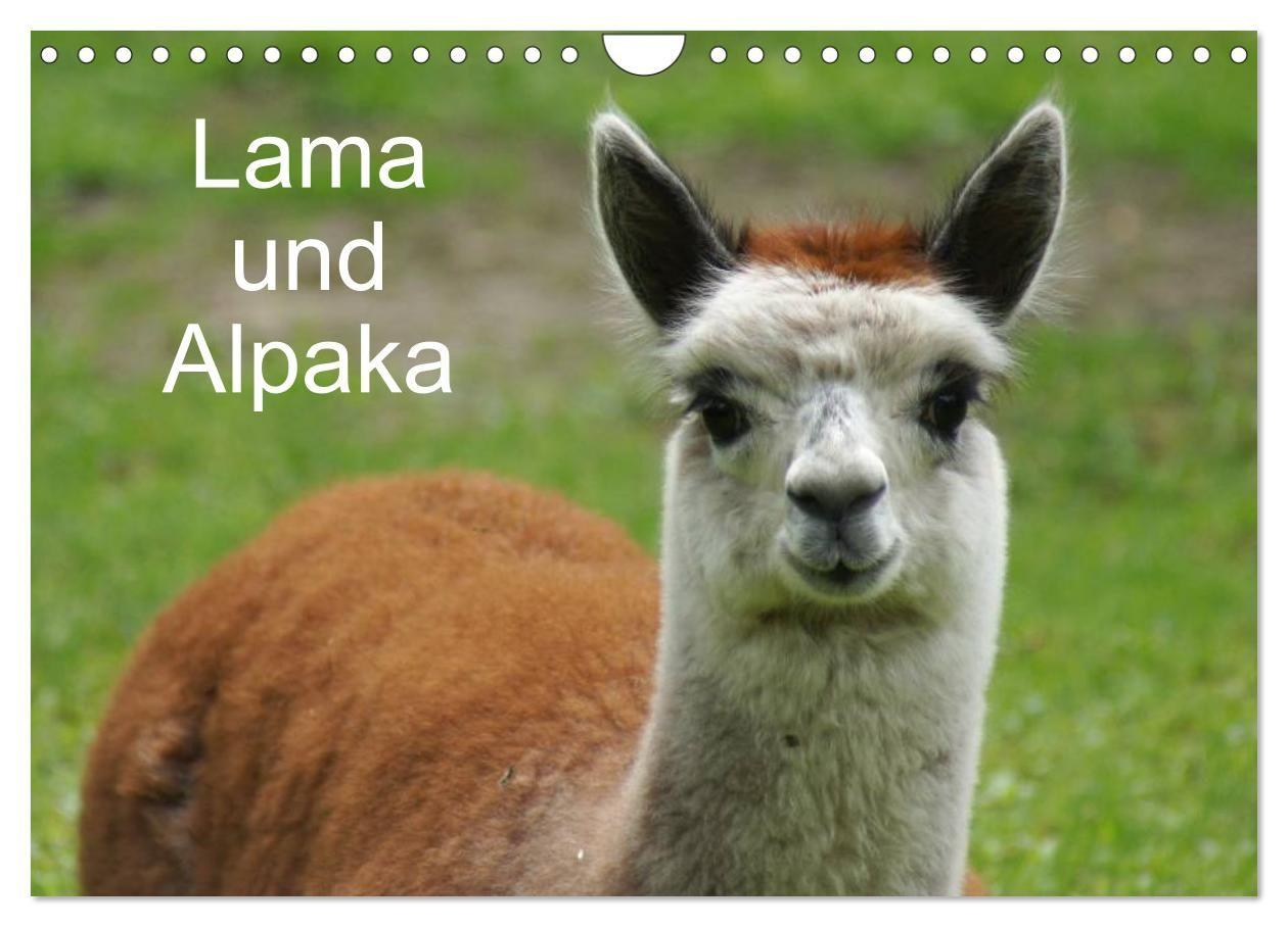 Lama und Alpaka (Wandkalender 2027 DIN A4 quer) CALVENDO Monatskalender