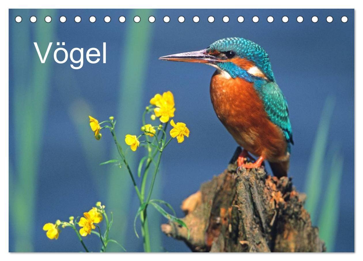 Vögel (Tischkalender 2027 DIN A5 quer) CALVENDO Monatskalender
