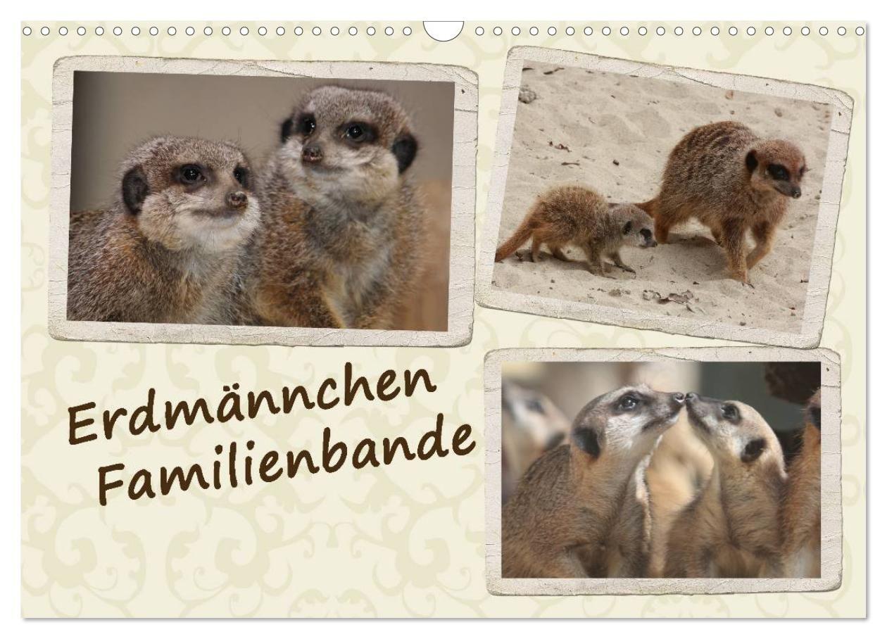 Erdmännchen Familienbande (Wandkalender 2027 DIN A3 quer) CALVENDO Monatskalender