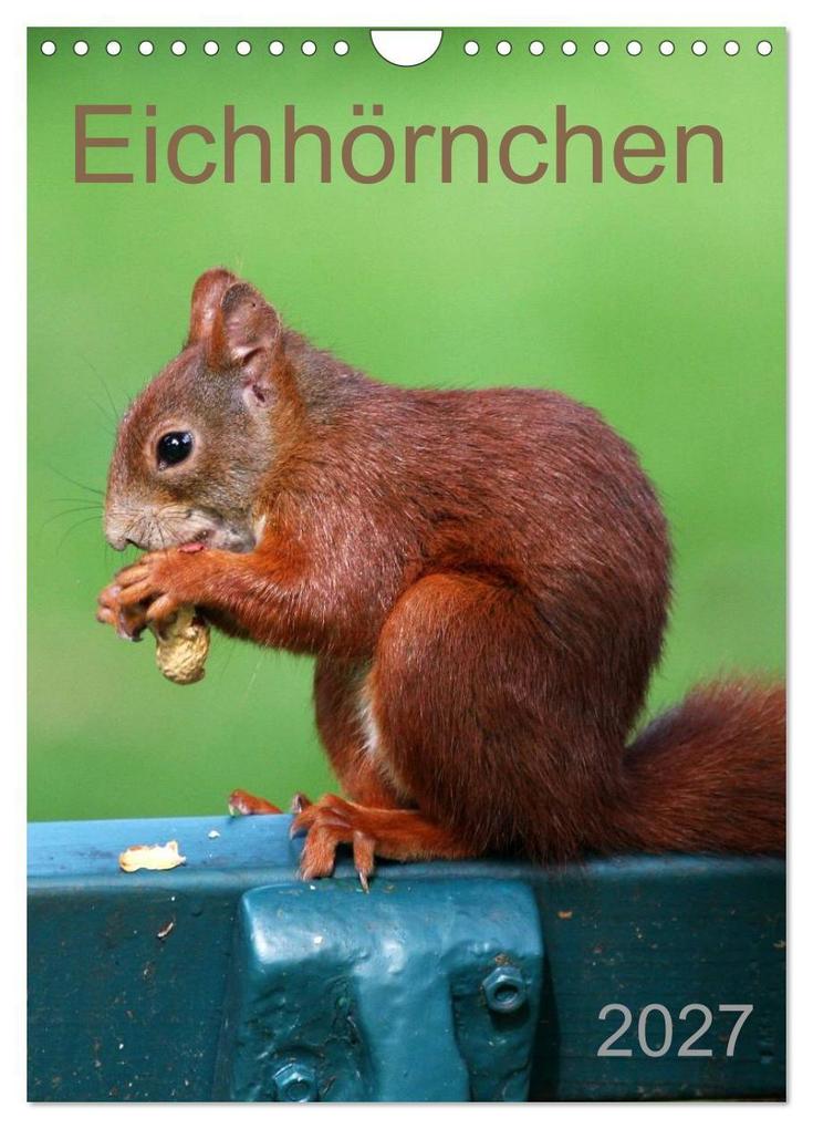 Eichhörnchen (Wandkalender 2027 DIN A4 hoch) CALVENDO Monatskalender