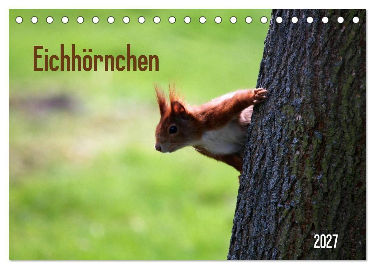 Eichhörnchen (Tischkalender 2027 DIN A5 quer) CALVENDO Monatskalender