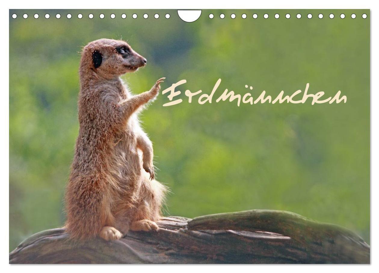 Erdmännchen (Wandkalender 2027 DIN A4 quer) CALVENDO Monatskalender