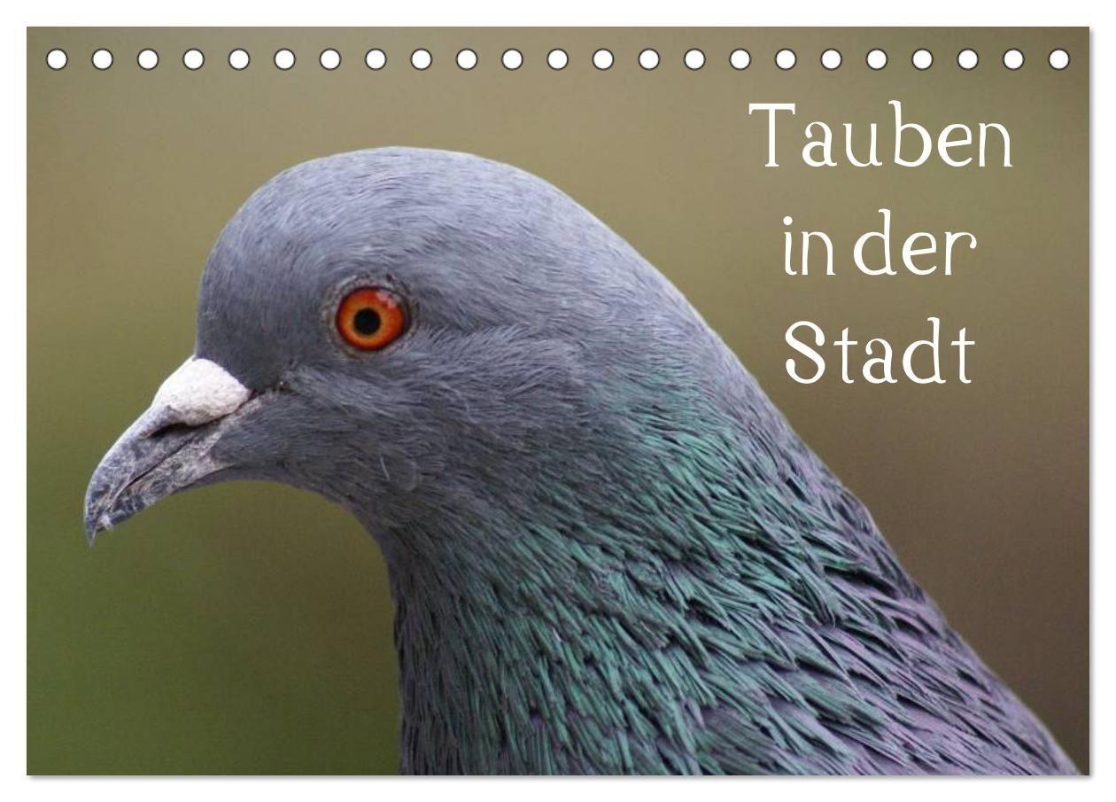 Tauben in der Stadt (Tischkalender 2027 DIN A5 quer) CALVENDO Monatskalender