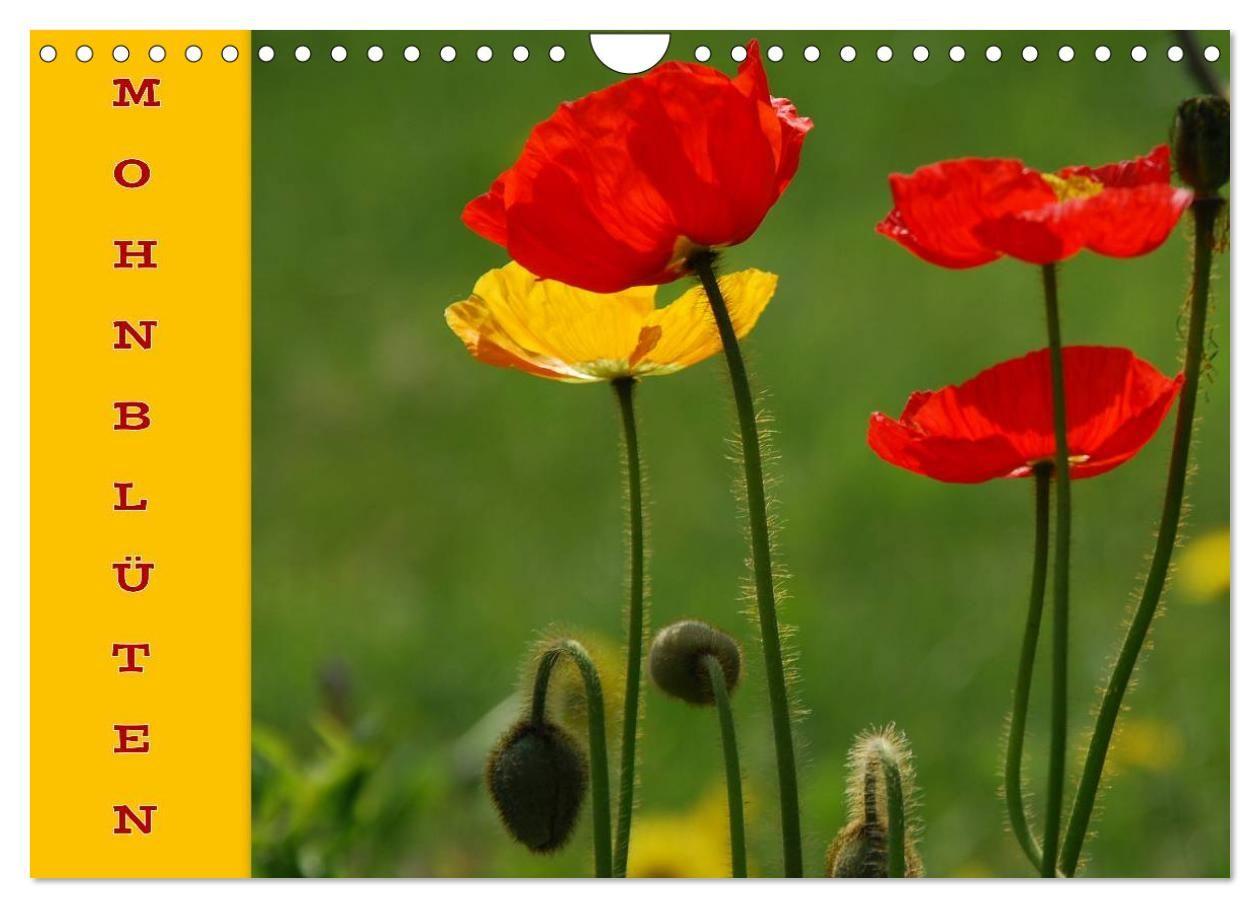 MOHNBLÜTEN (Wandkalender 2027 DIN A4 quer) CALVENDO Monatskalender