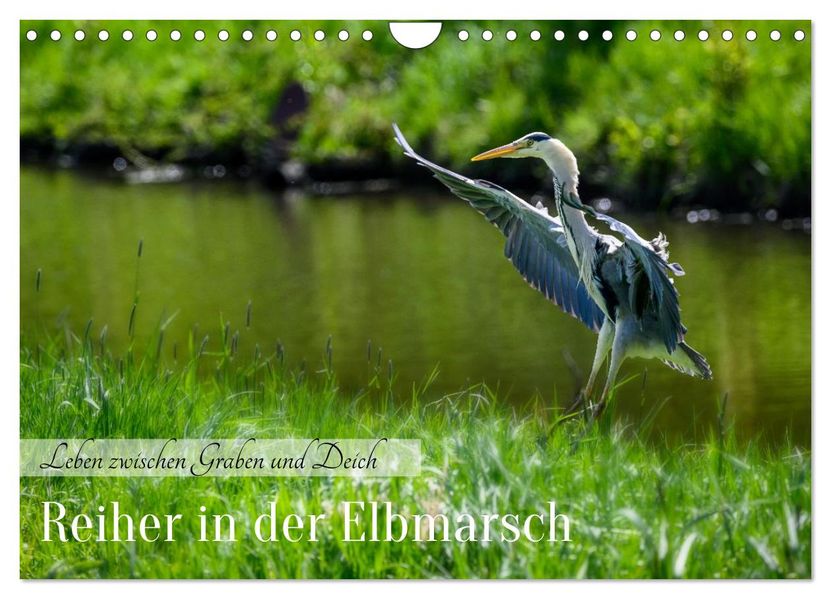 Reiher in der Elbmarsch (Wandkalender 2027 DIN A4 quer) CALVENDO Monatskalender