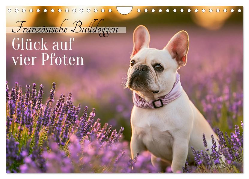Französische Bulldoggen (Wandkalender 2027 DIN A4 quer) CALVENDO Monatskalender