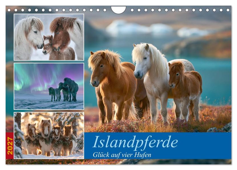 Islandpferde (Wandkalender 2027 DIN A4 quer) CALVENDO Monatskalender