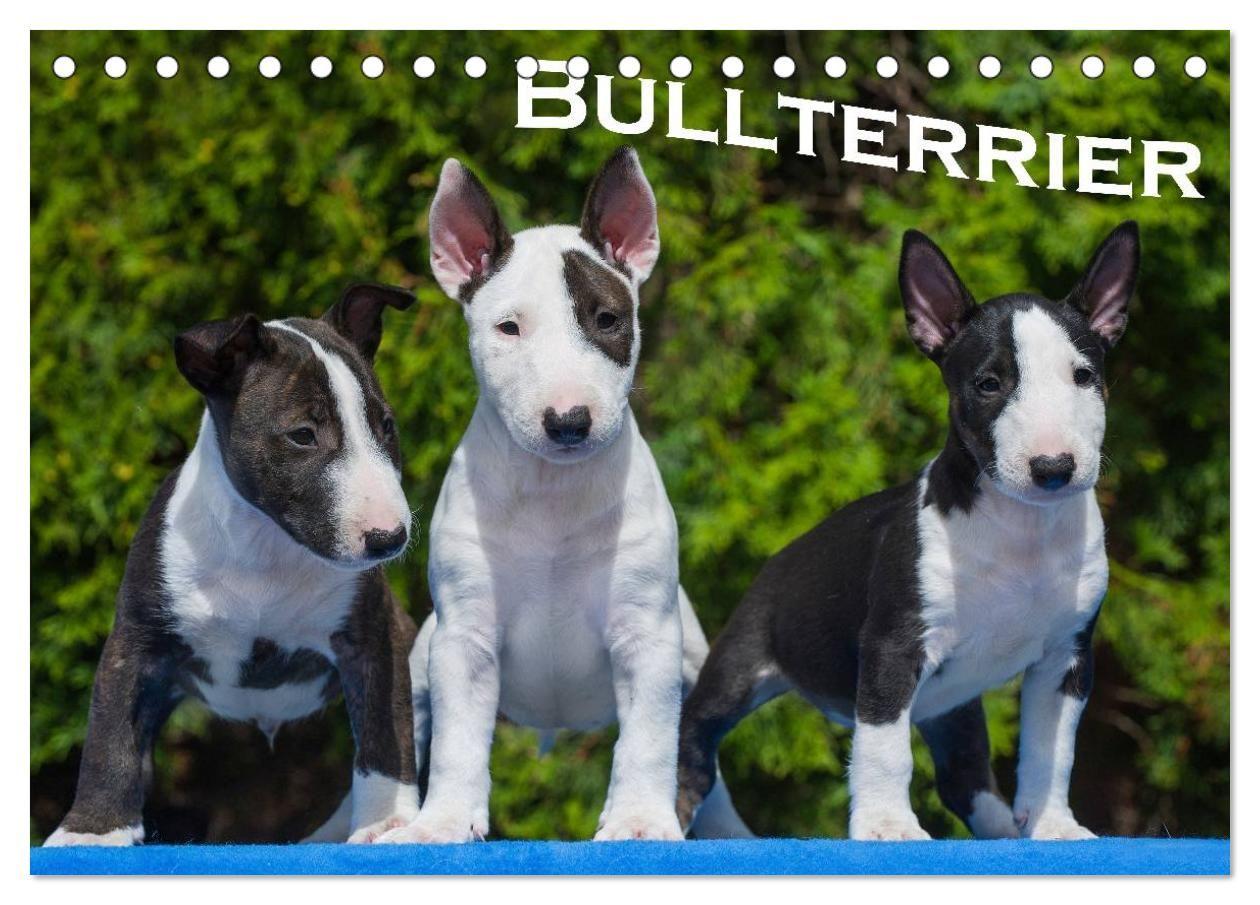 Bullterrier (Tischkalender 2027 DIN A5 quer) CALVENDO Monatskalender