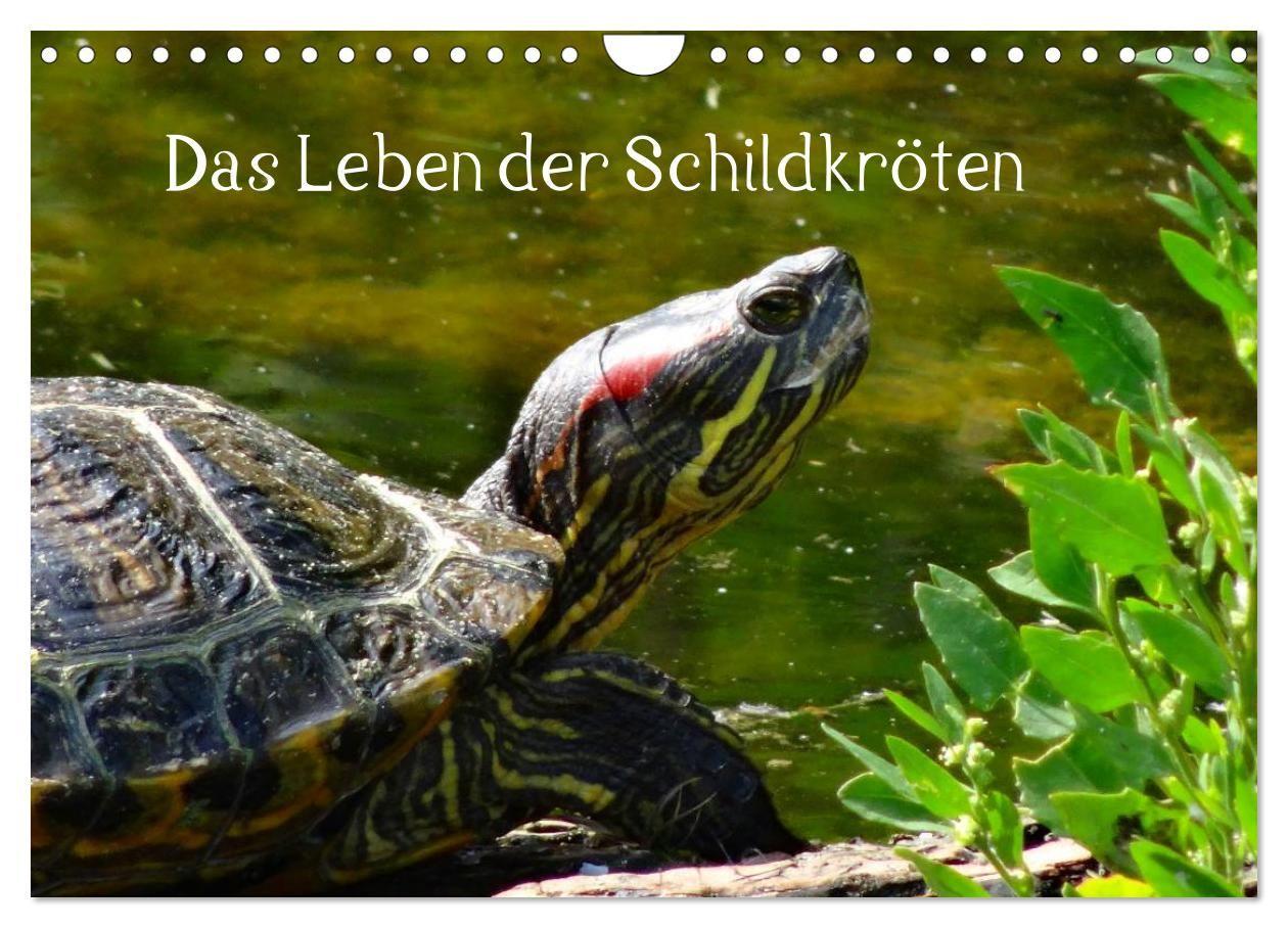 Das Leben der Schildkröten (Wandkalender 2027 DIN A4 quer) CALVENDO Monatskalender