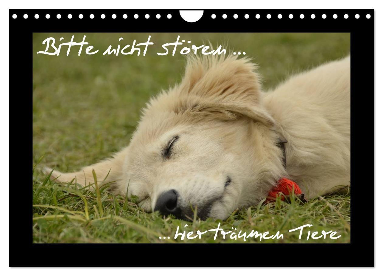 Bitte nicht stören... hier träumen Tiere (Wandkalender 2027 DIN A4 quer) CALVENDO Monatskalender
