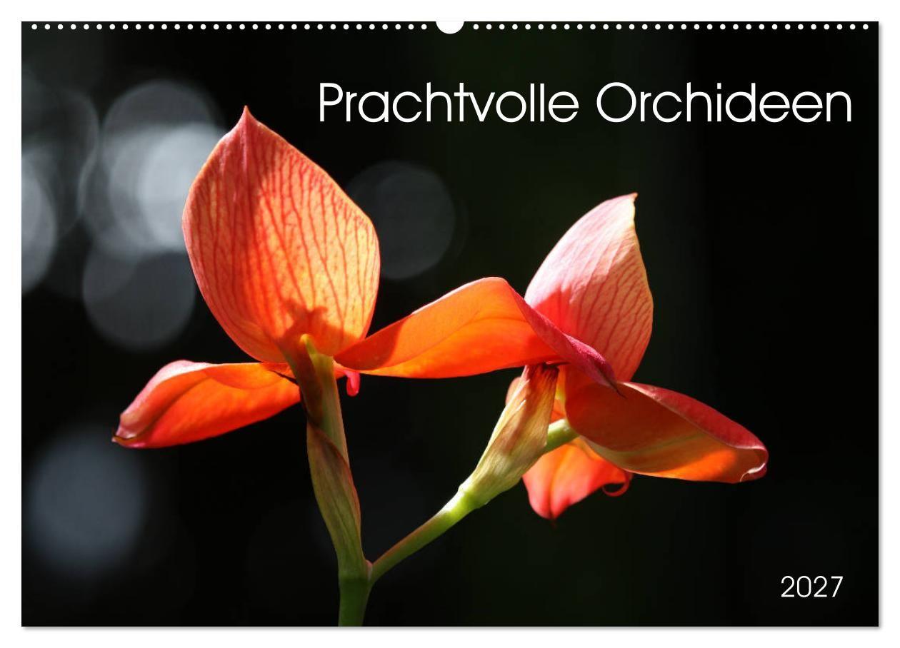 Prachtvolle Orchideen (Wandkalender 2027 DIN A2 quer) CALVENDO Monatskalender