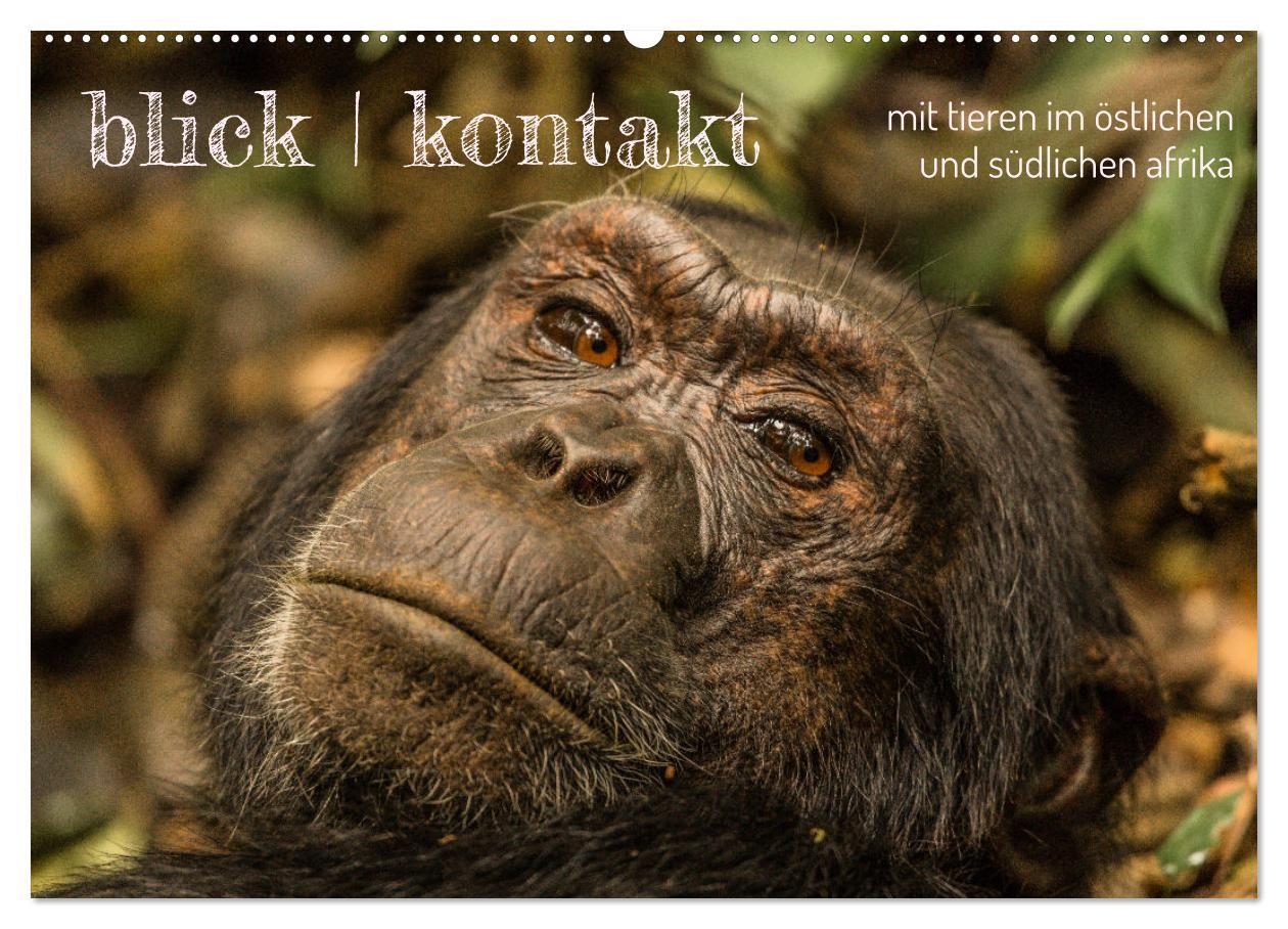 blick kontakt mit tieren im östlichen und südlichen afrika (Wandkalender 2027 DIN A2 quer) CALVENDO Monatskalender