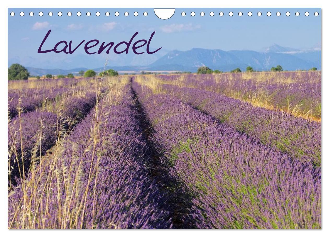 Lavendel (Wandkalender 2027 DIN A4 quer) CALVENDO Monatskalender