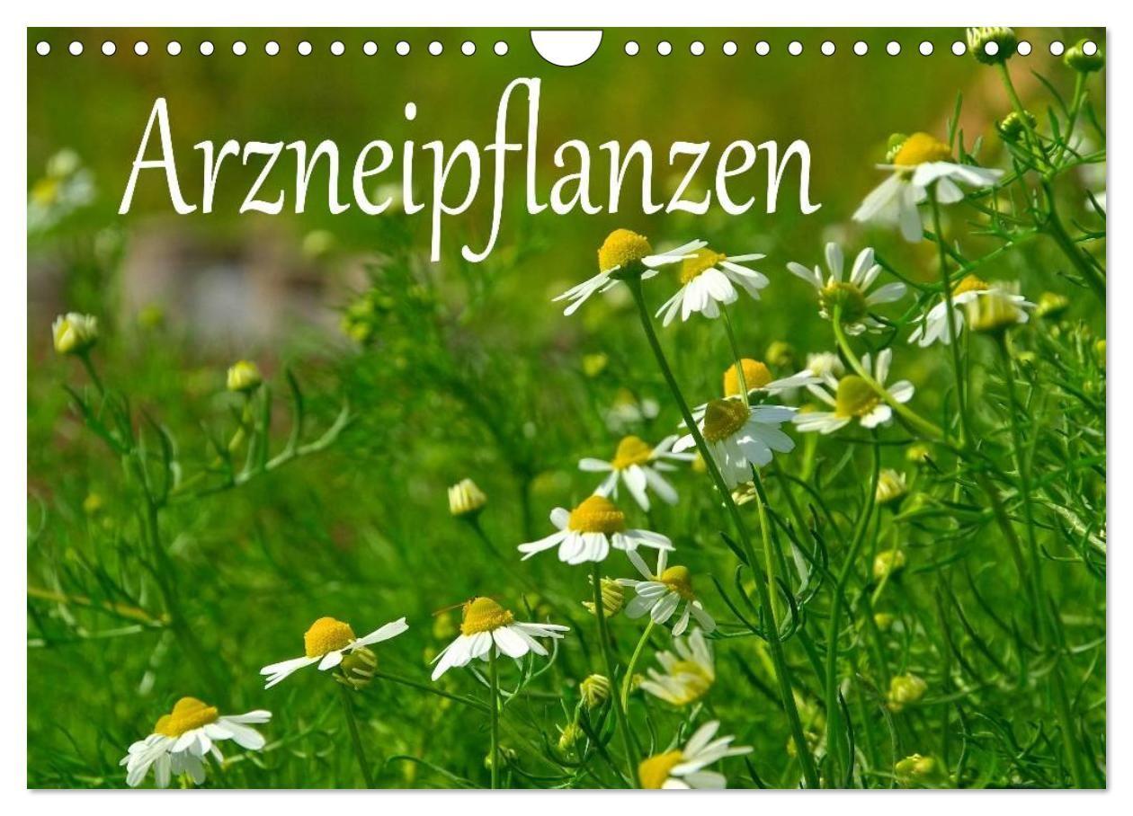 Arzneipflanzen (Wandkalender 2027 DIN A4 quer) CALVENDO Monatskalender