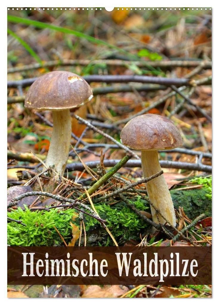 Heimische Waldpilze (Wandkalender 2027 DIN A2 hoch) CALVENDO Monatskalender