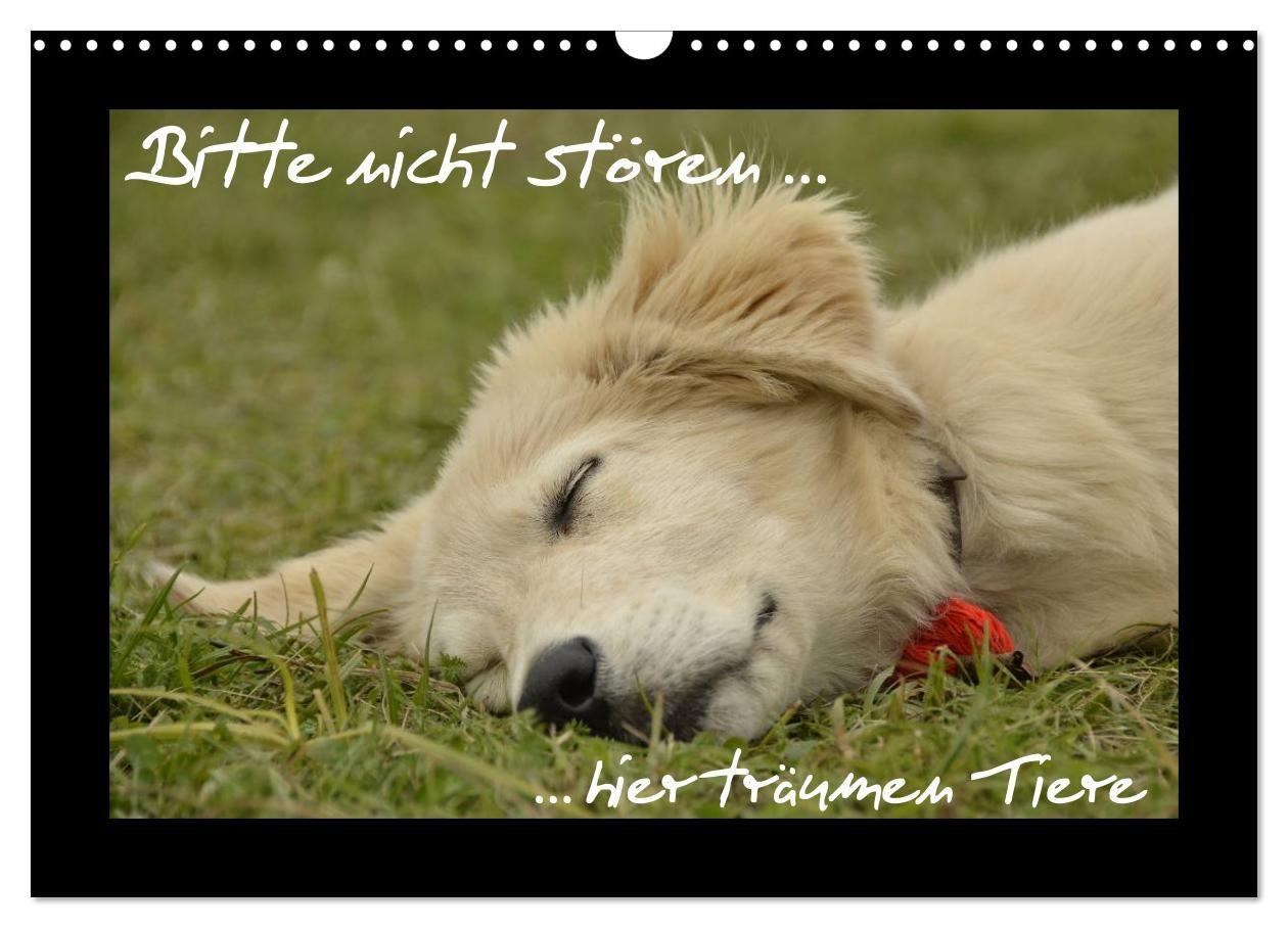 Bitte nicht stören... hier träumen Tiere (Wandkalender 2027 DIN A3 quer) CALVENDO Monatskalender