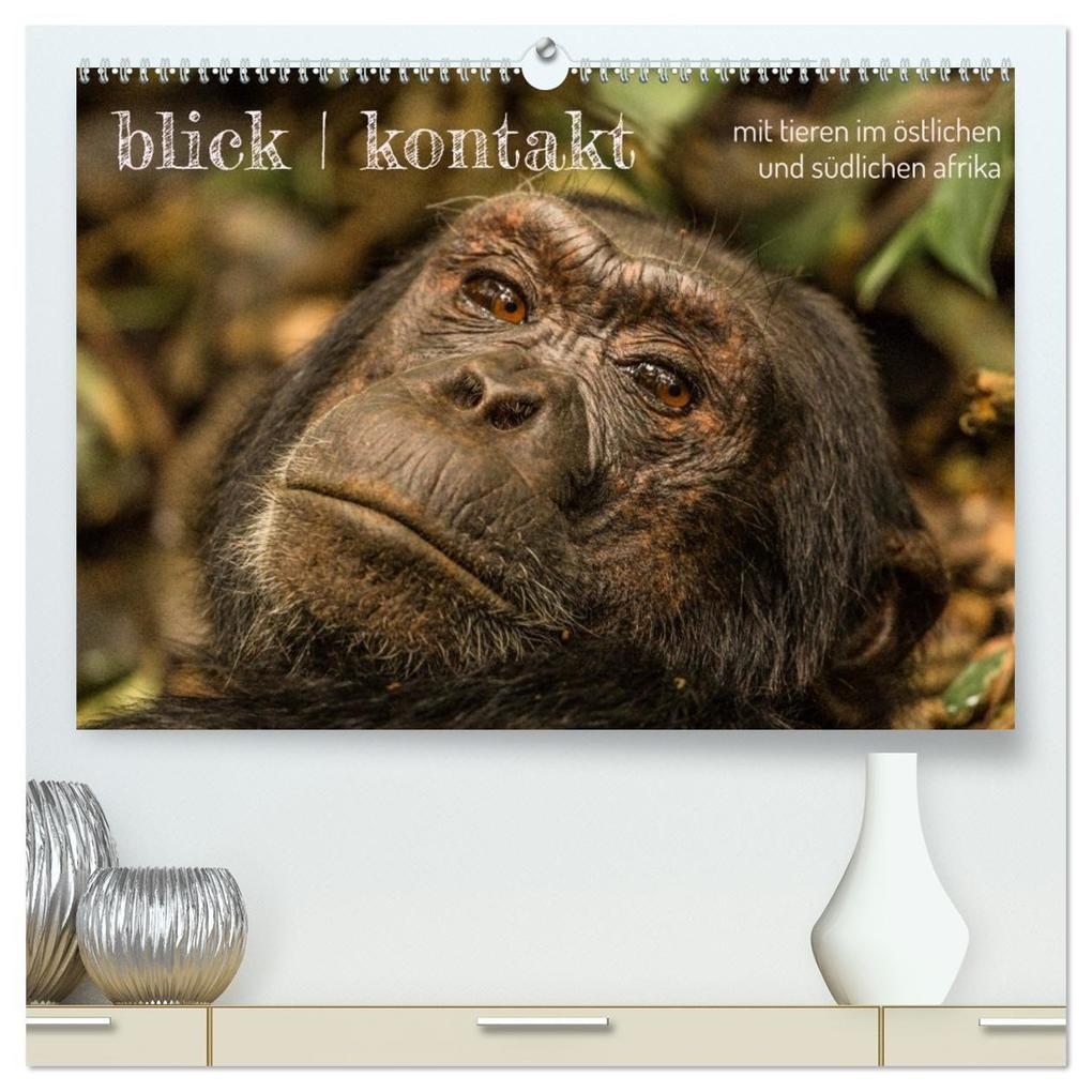 blick kontakt mit tieren im östlichen und südlichen afrika (hochwertiger Premium Wandkalender 2027 DIN A2 quer) Kunstdruck in Hochglanz
