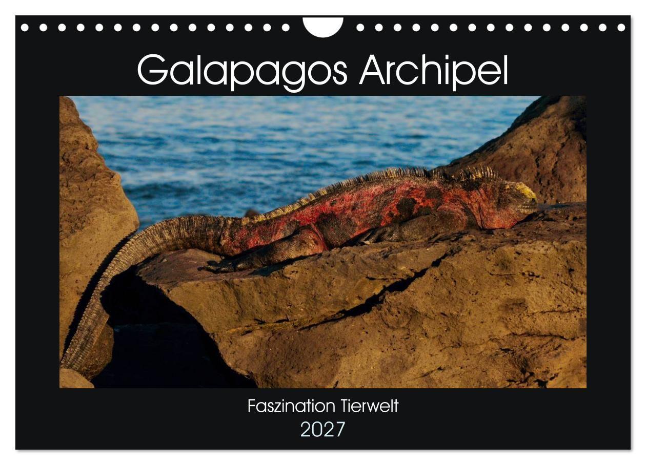 Galapagos Archipel- Faszination Tierwelt (Wandkalender 2027 DIN A4 quer) CALVENDO Monatskalender