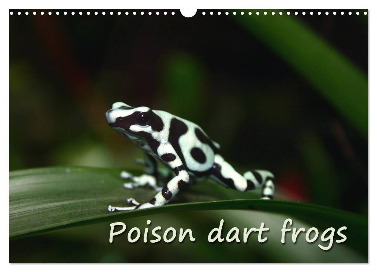 Poison dart frogs / UK-Version / Birthday Calendar (Wall Calendar 2027 DIN A3 landscape) CALVENDO 12 Month Wall Calendar