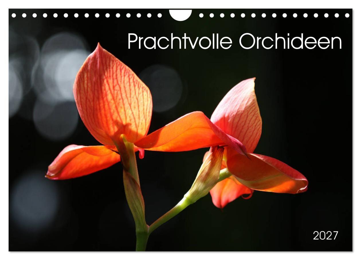 Prachtvolle Orchideen (Wandkalender 2027 DIN A4 quer) CALVENDO Monatskalender