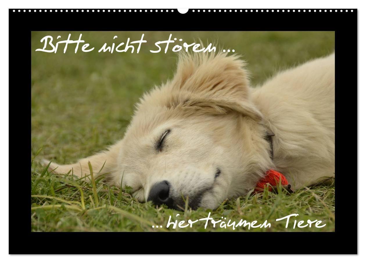 Bitte nicht stören... hier träumen Tiere (Wandkalender 2027 DIN A2 quer) CALVENDO Monatskalender