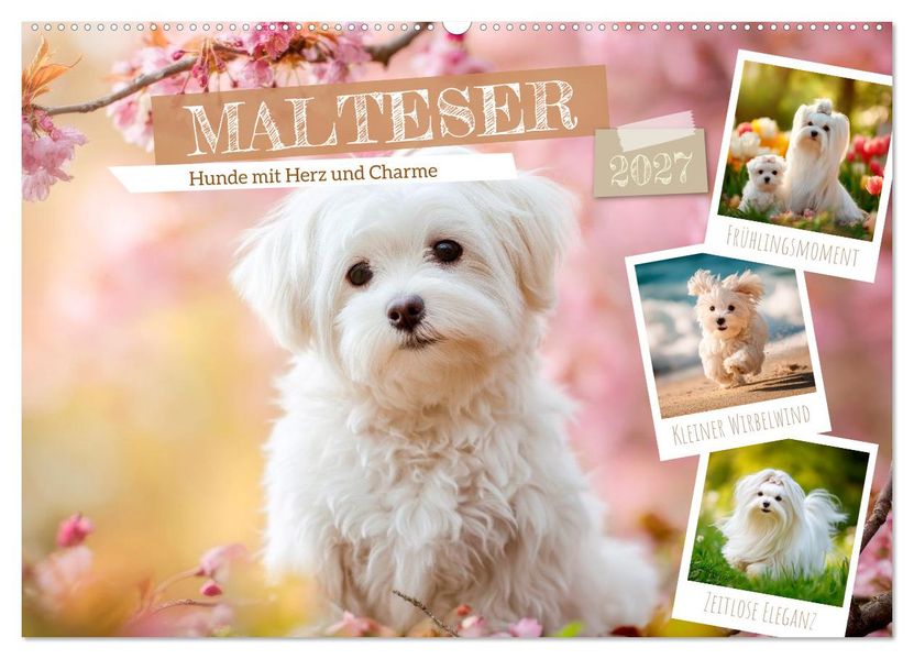 Malteser - Hunde mit Herz und Charme (Wandkalender 2027 DIN A2 quer) CALVENDO Monatskalender