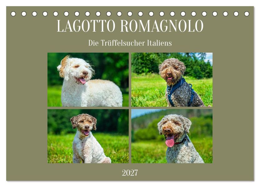 Lagotto Romagnolo - die Trüffelsucher Italiens (Tischkalender 2027 DIN A5 quer) CALVENDO Monatskalender