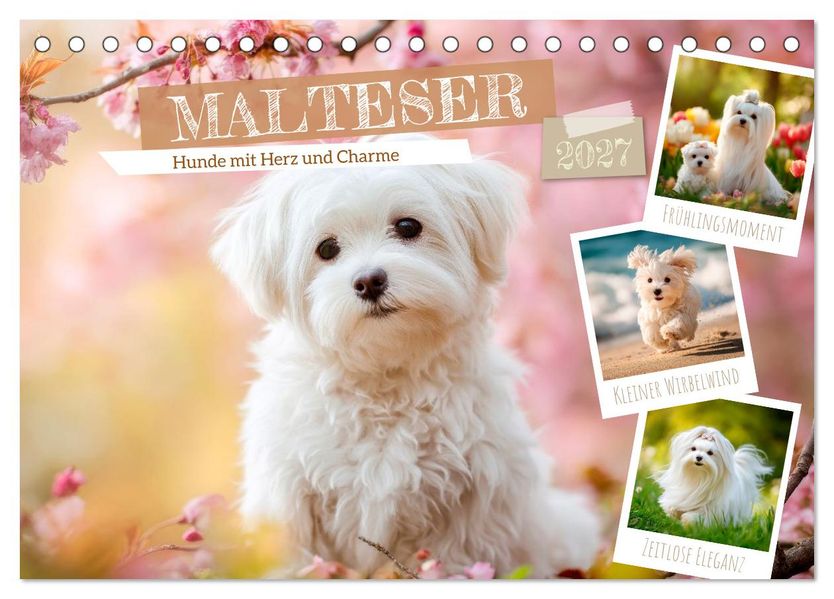 Malteser - Hunde mit Herz und Charme (Tischkalender 2027 DIN A5 quer) CALVENDO Monatskalender