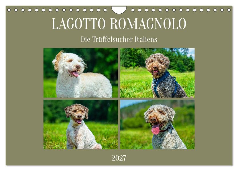 Lagotto Romagnolo - die Trüffelsucher Italiens (Wandkalender 2027 DIN A4 quer) CALVENDO Monatskalender