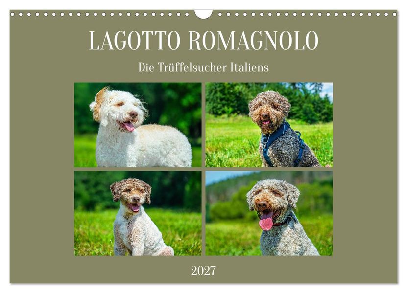 Lagotto Romagnolo - die Trüffelsucher Italiens (Wandkalender 2027 DIN A3 quer) CALVENDO Monatskalender