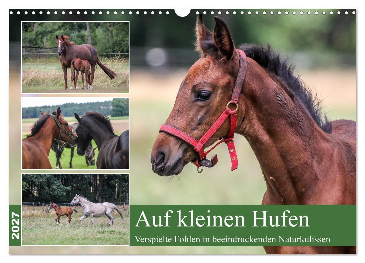 Auf kleinen Hufen (Wandkalender 2027 DIN A3 quer) CALVENDO Monatskalender