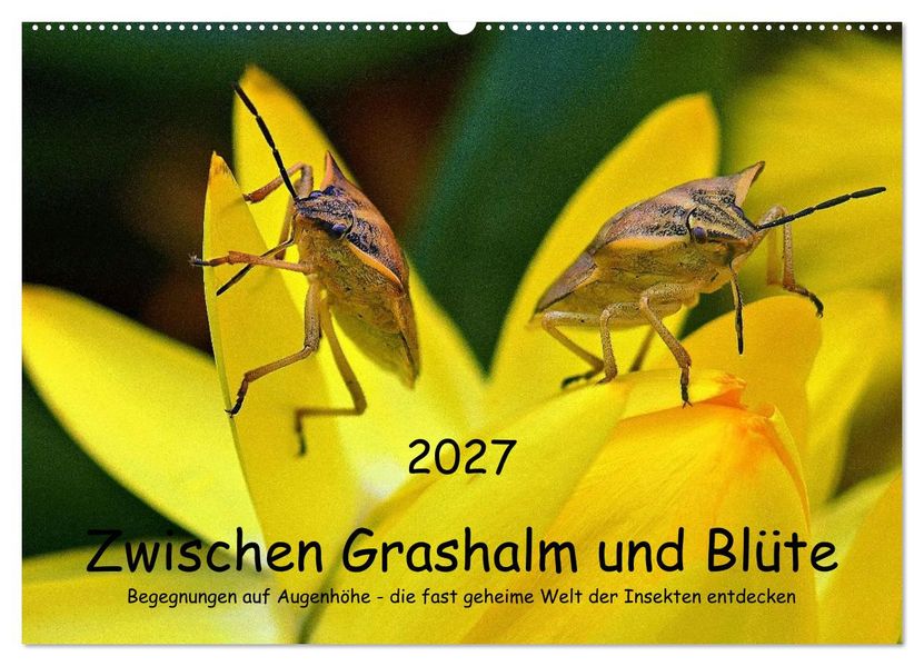 Zwischen Grashalm und Blüte (Wandkalender 2027 DIN A2 quer) CALVENDO Monatskalender