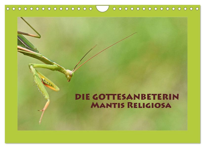 Die Gottesanbeterin Mantis Religiosa (Wandkalender 2027 DIN A4 quer) CALVENDO Monatskalender