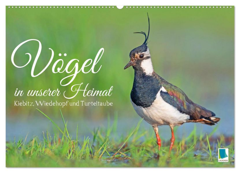 Vögel in unserer Heimat: Kiebitz Wiedehopf und Turteltaube (Wandkalender 2027 DIN A2 quer) CALVENDO Monatskalender