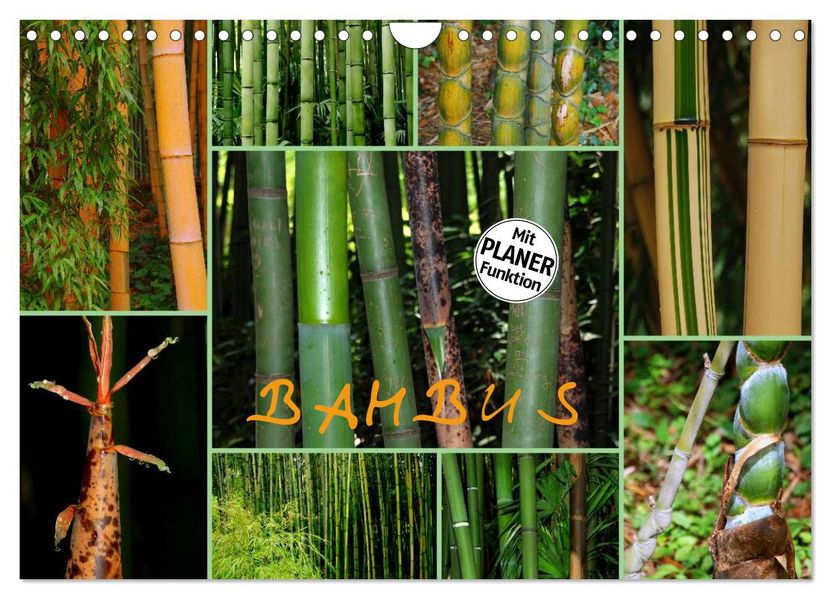 BAMBUS (Wandkalender 2027 DIN A4 quer) CALVENDO Monatskalender