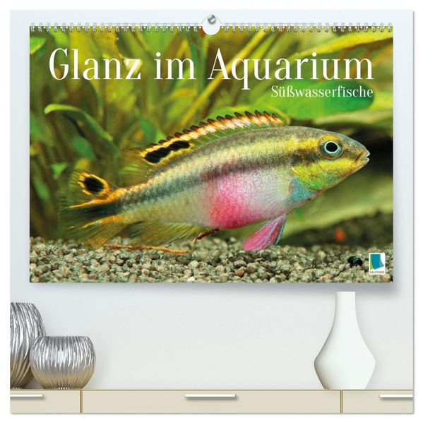 Glanz im Aquarium: Süßwasserfische (hochwertiger Premium Wandkalender 2027 DIN A2 quer) Kunstdruck in Hochglanz